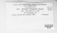 Pezicula crataegicola image